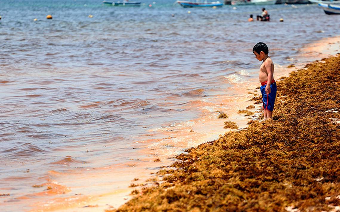 Quintana Roo requiere 400 mdp para combatir sargazo