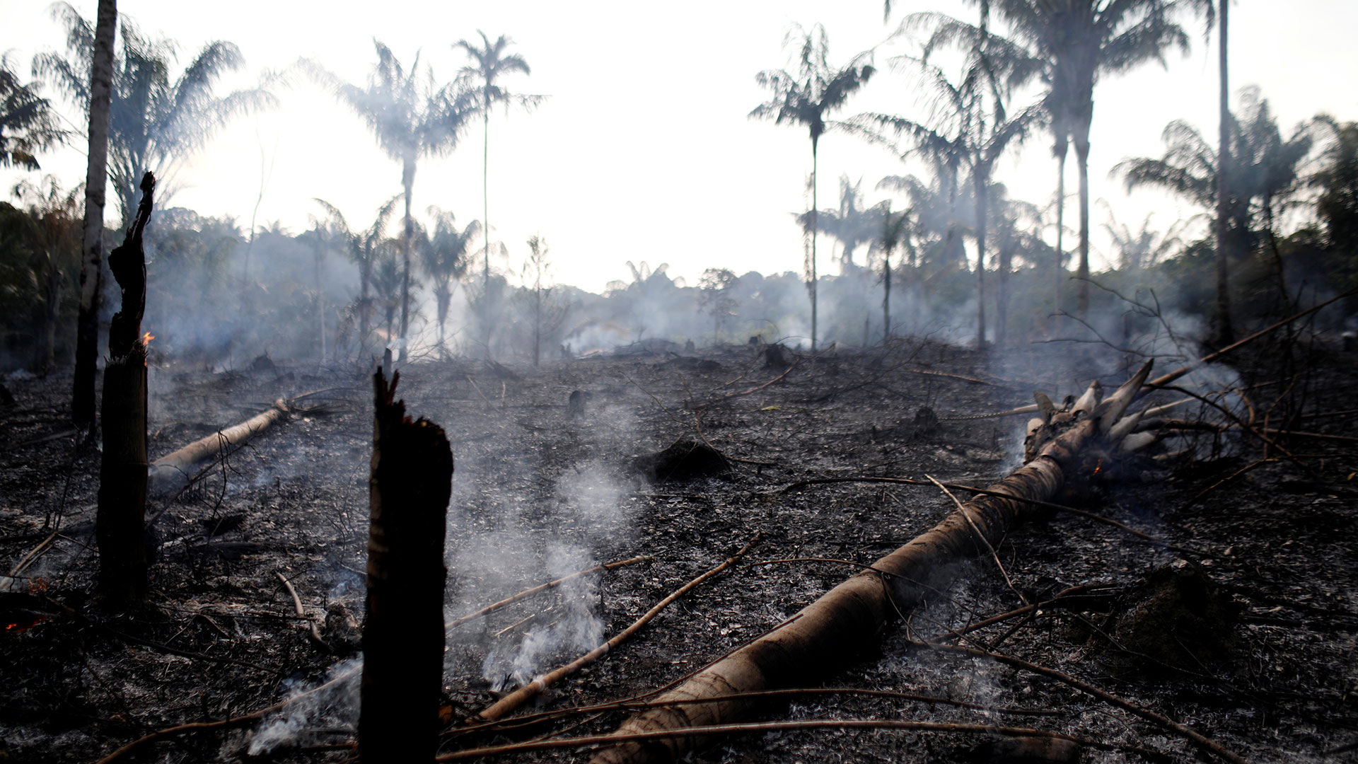 Amazonas: el oscuro objeto del deseo de las multinacionales