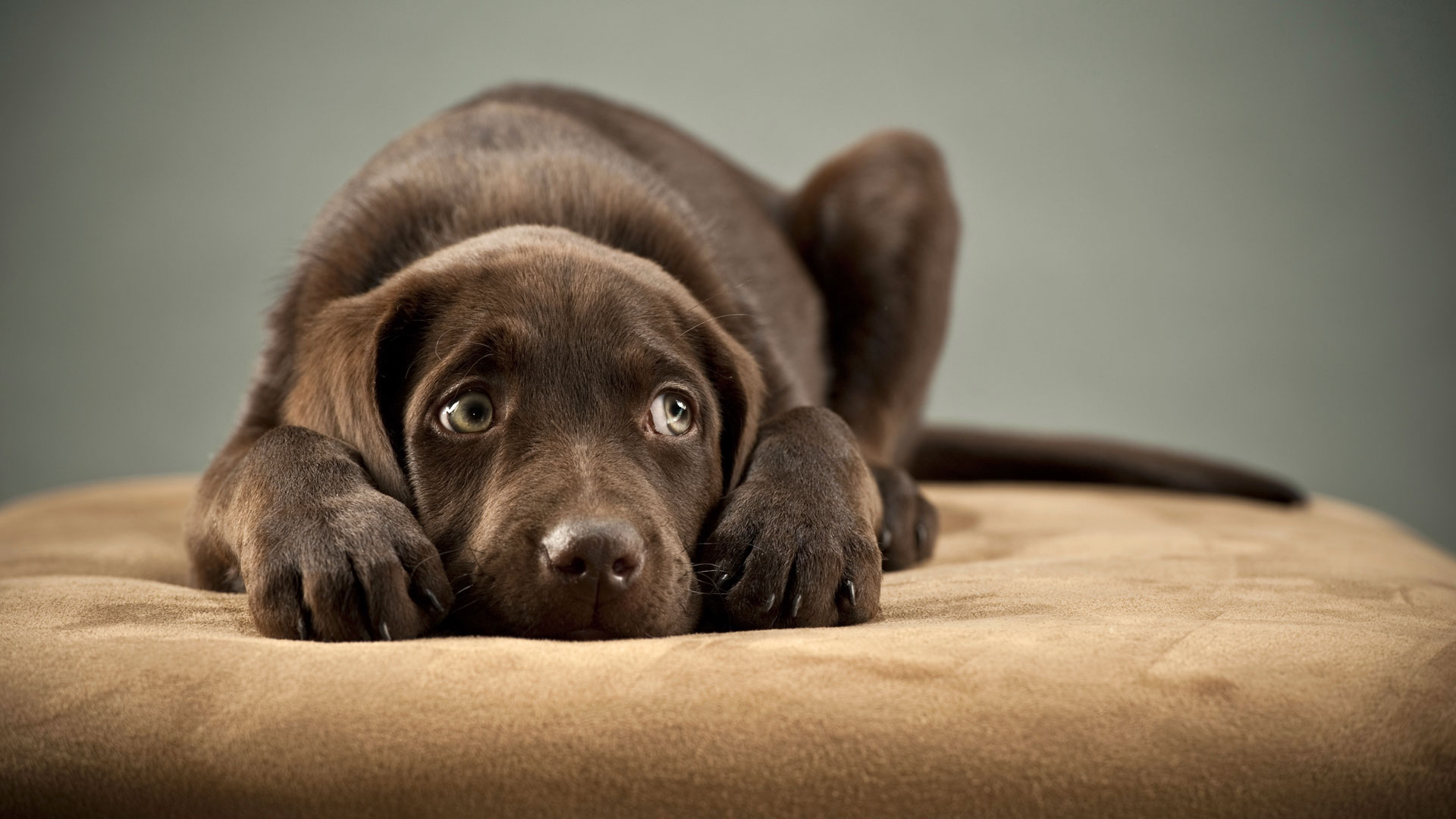 Mi mascota y el «arco de la disculpa»