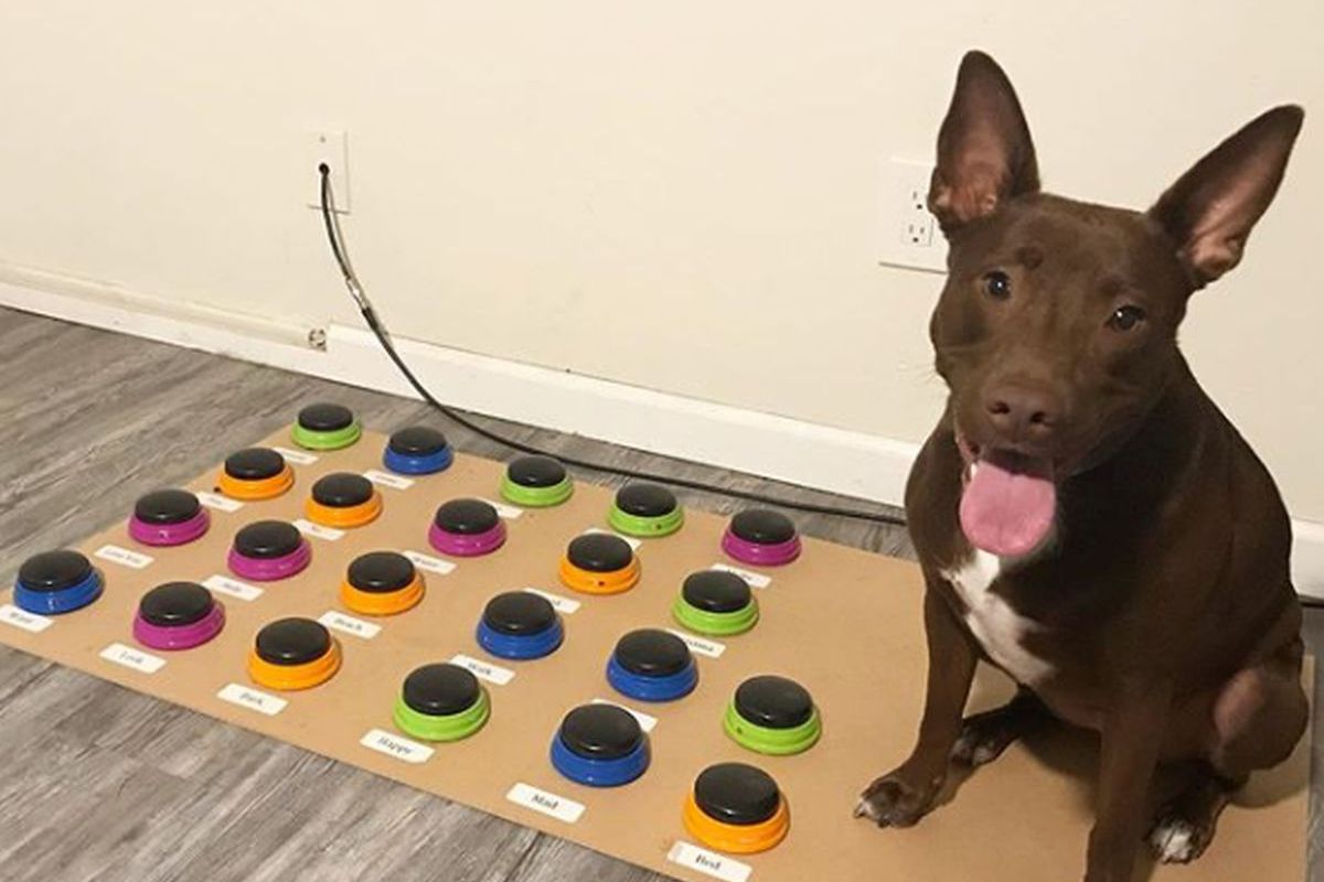 Conoce a Stella, la perrita que sabe comunicarse con los humanos