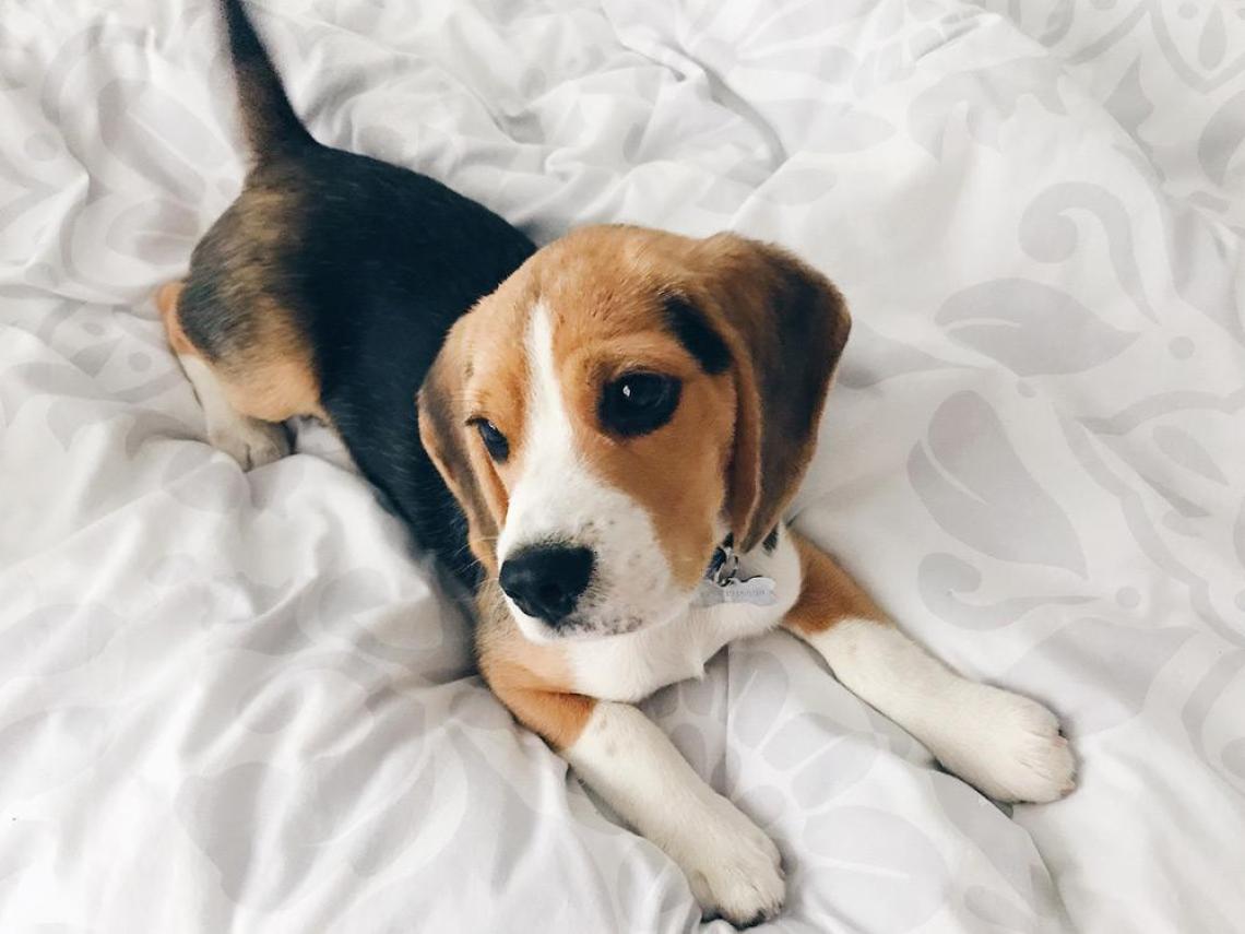 Tips para que tu cachorro no te muerda