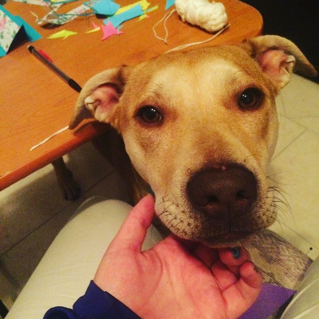 Canelo y una segunda oportunidad llamada «hogar»