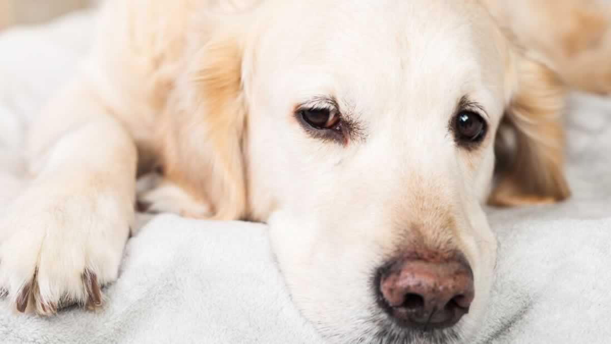 Cinco consejos para evitar que el ruido altere a tu perro