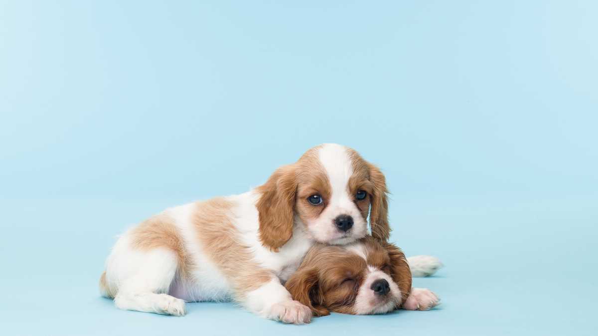 Urge fortalecer cultura de denuncia contra maltrato animal