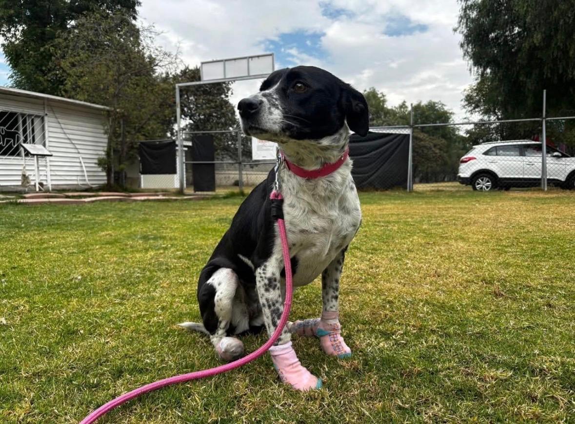 En un acto que recordó que la vocación de servicio también implica sensibilidad y humanidad, el Director General del Sistema de Transporte Colectivo Metro, Maestro Adrián Ruvalcaba Suárez, informó sobre el rescate exitoso de un perrito localizado en la zona de vías de la Línea B, en la intersección Olímpica–Plaza Aragón